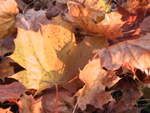 herbst